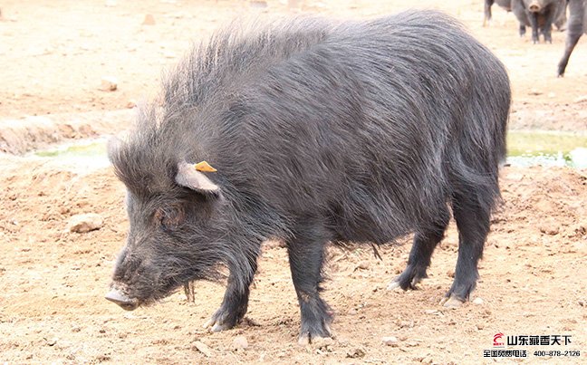 藏香猪被称为琵琶猪