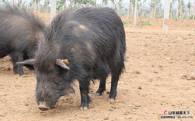 藏香猪被称为高原之珍