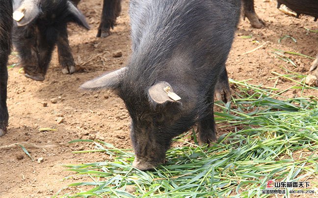 纯种藏香猪头狭额面直