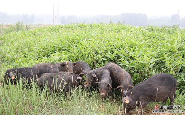 藏香猪补贴符合国家生猪补贴政策