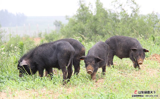 藏香猪养殖属于生态养殖项目