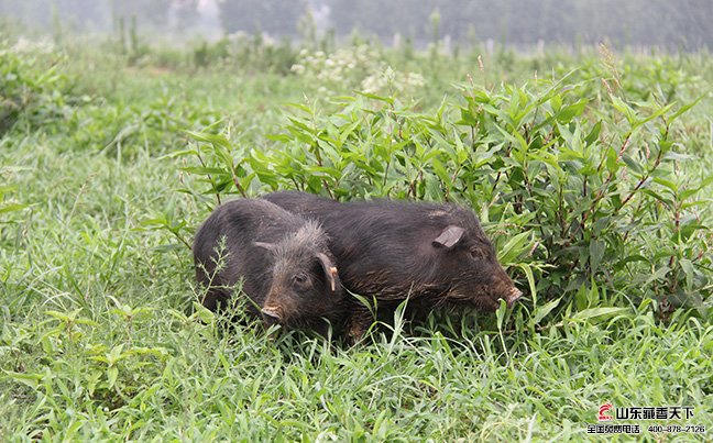 藏香猪近几年发展比较快