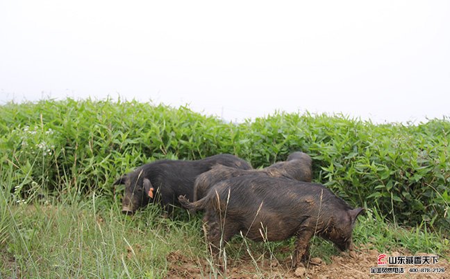 藏香猪货源主要分布在西藏高原地区