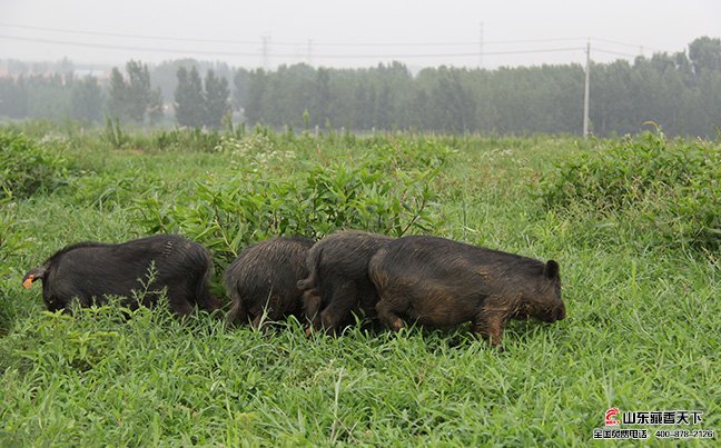 现在山东发展藏香猪养殖规模比较大