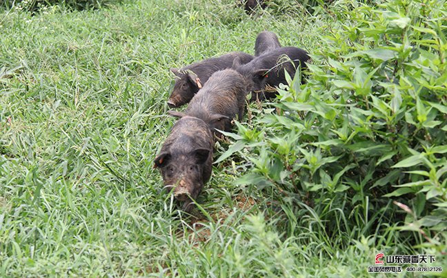 藏香猪猪苗养殖照片