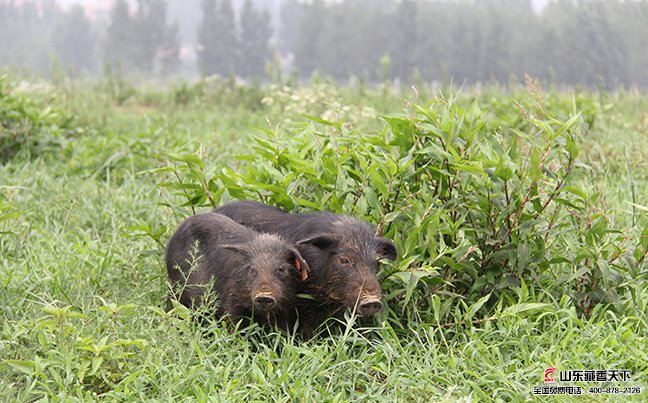 藏香猪养殖基地照片