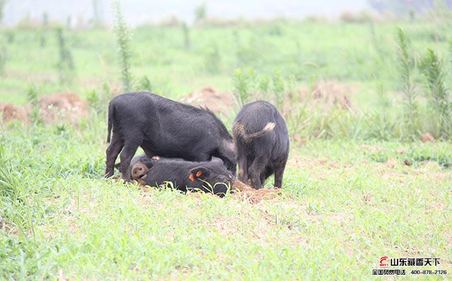 林芝藏香猪生长在海拔3000多米的高原地区