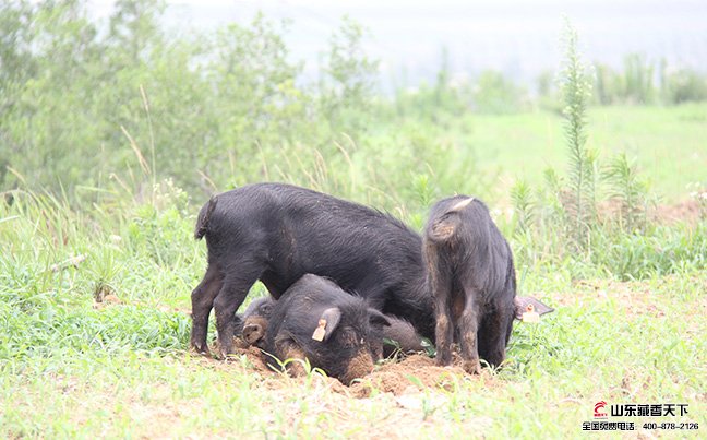 搭配牧草喂养可提高藏香猪的瘦肉率