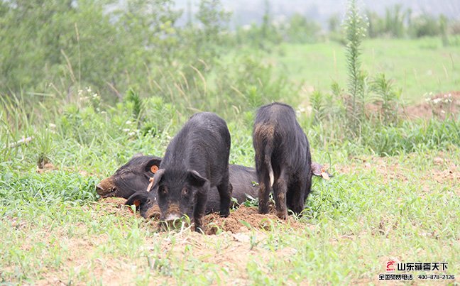 藏香猪养殖基地要选择远离居民区的山林地带