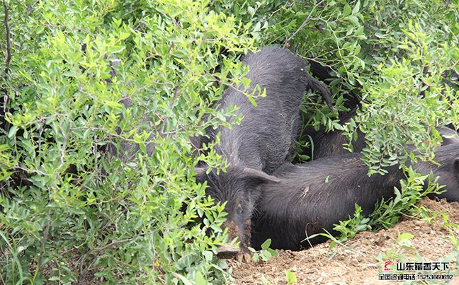 藏香猪养殖是特种养殖