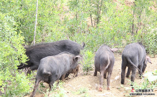 藏香天下是一家专业从事藏香猪养殖和繁育的基地