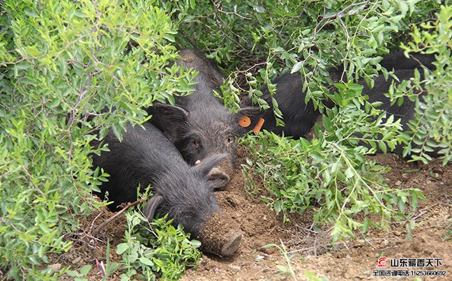 藏香猪属于野外牧养的猪