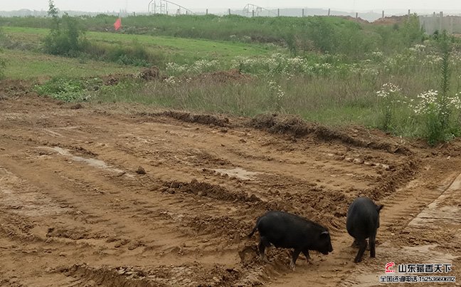 香猪猪舍不同年龄藏香猪对环境温度的要求不同