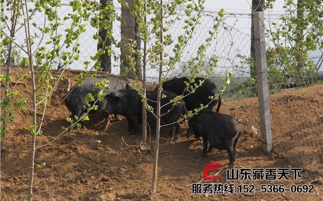藏香猪最好猪苗价格
