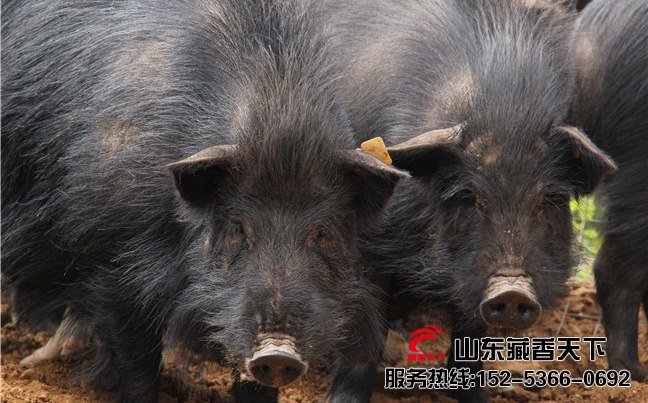 林芝藏香猪图片