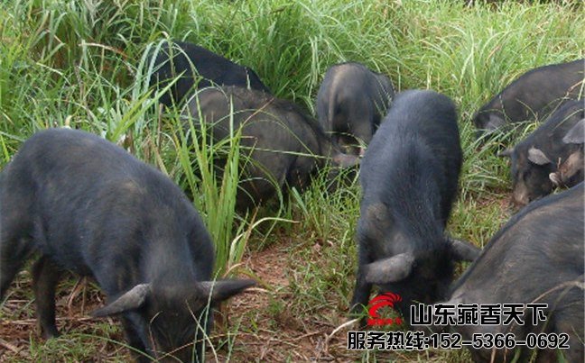 藏香猪猪肉好吃吗