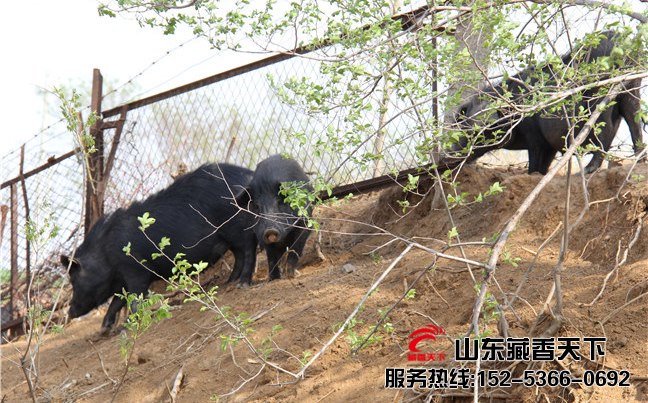 山东藏香猪特点