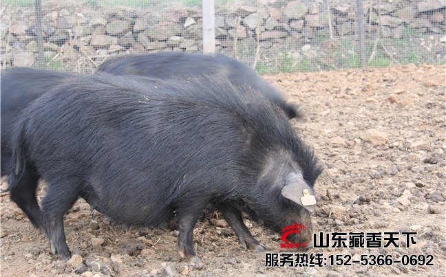 山东藏香猪种猪