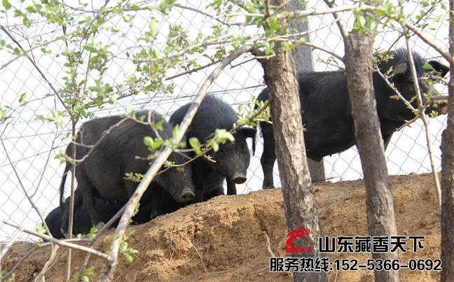山东藏香猪特点