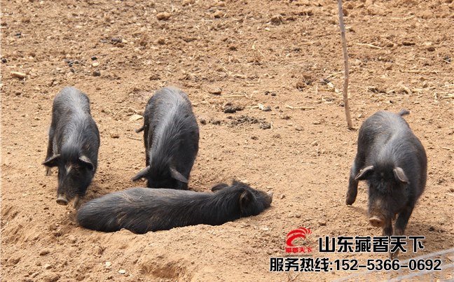 西藏藏香猪价格