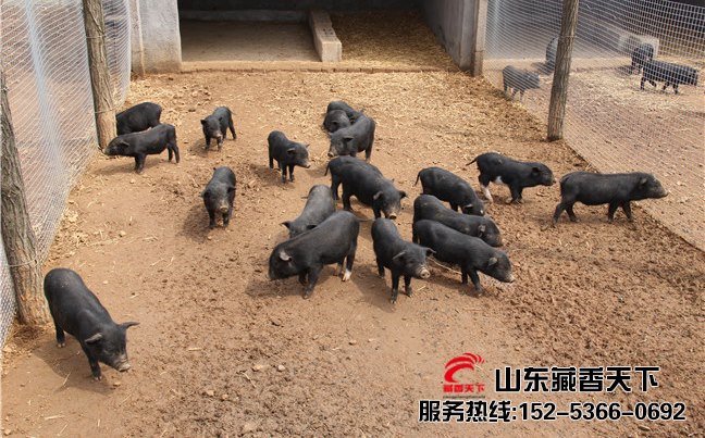 藏香猪容易养吗