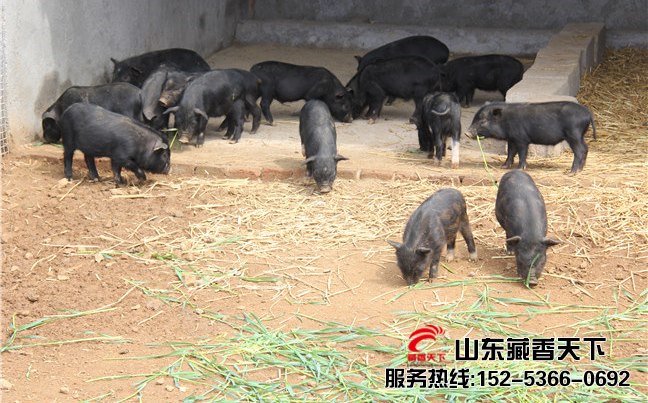 在哪里可以买到藏香猪猪种