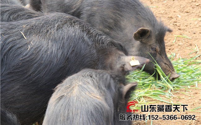 香格里拉藏香猪养殖合作社