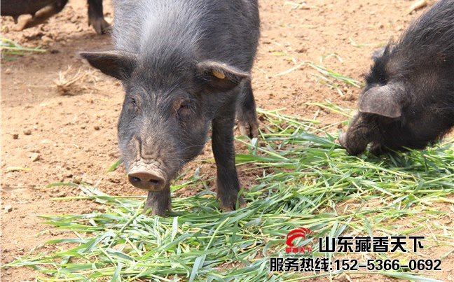 西藏林芝地区藏香猪
