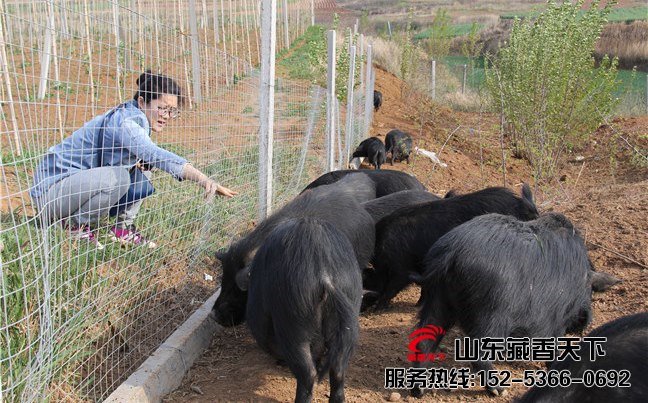 藏香猪冬天吃什么