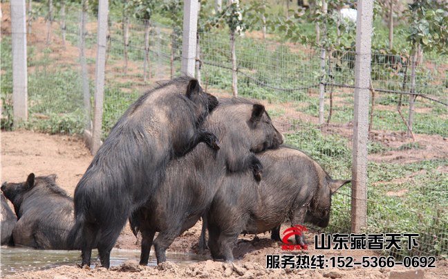 藏香猪的特点及市场前景