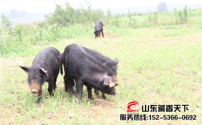 西藏藏香猪发展规划