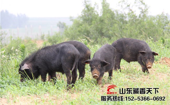 西藏藏香猪发展规划