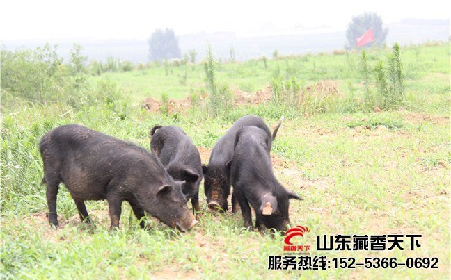 西藏藏香猪发展规划