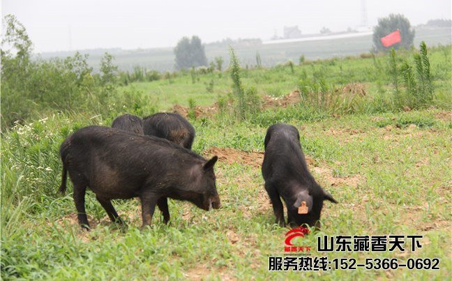 西藏藏香猪发展规划