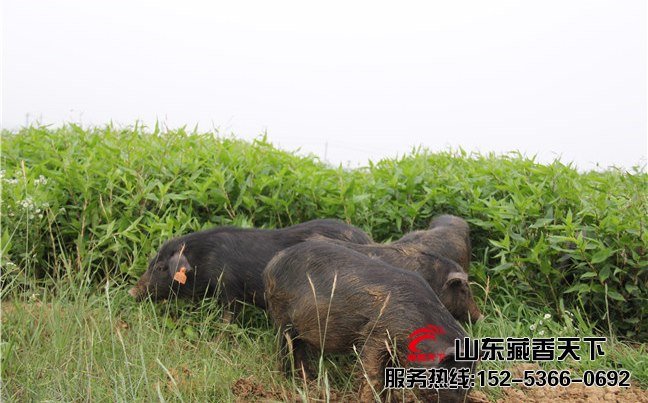 藏香猪成猪价格