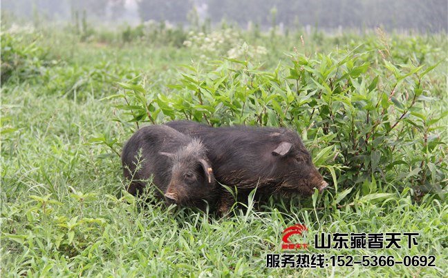 藏香猪乳猪