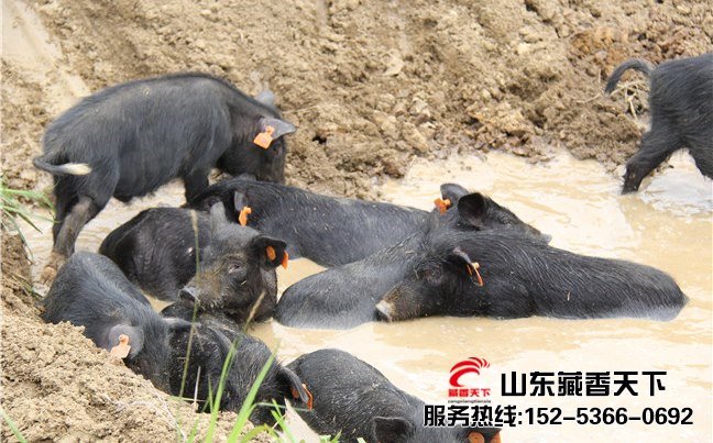 林芝藏香猪图片