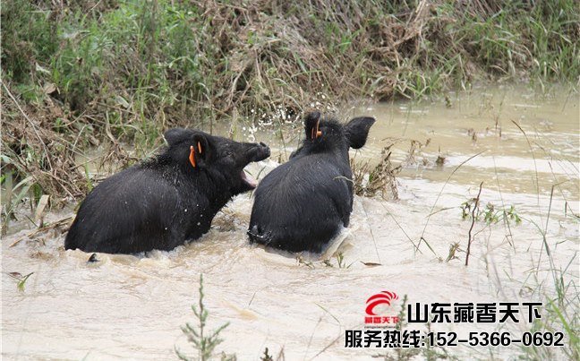 藏香猪猪苗（公猪30斤）