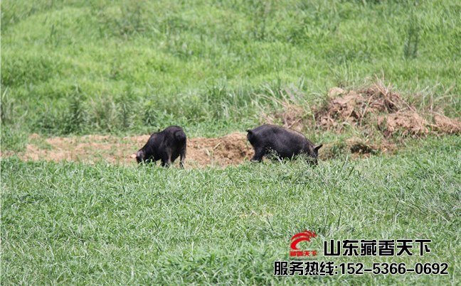 藏香猪仔猪养殖