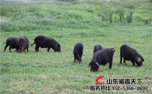 山东藏香猪种苗