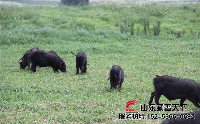 山东藏香猪种苗