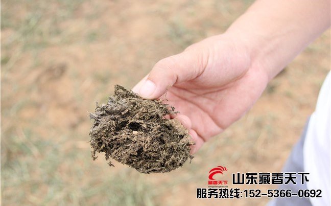 山东省藏香猪公司