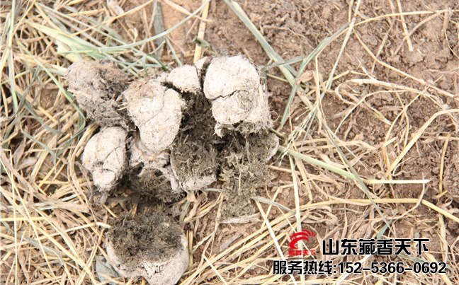 西藏香猪能圈养吗