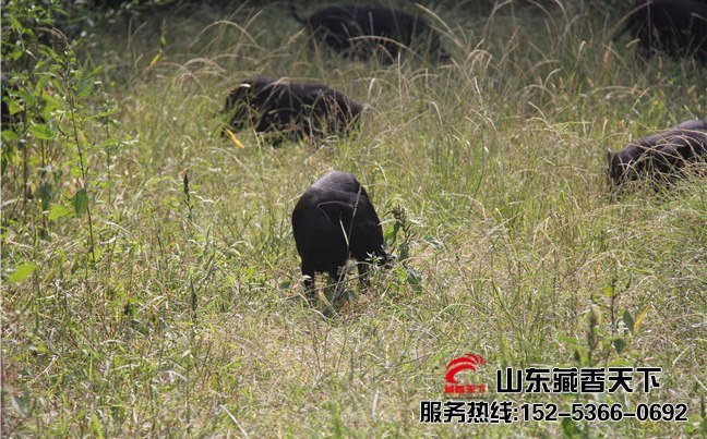 养殖藏香猪怎么样
