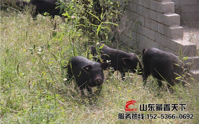 藏香猪可以在山东养殖吗