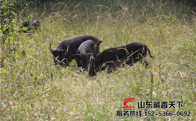 藏香猪可以在山东养殖吗