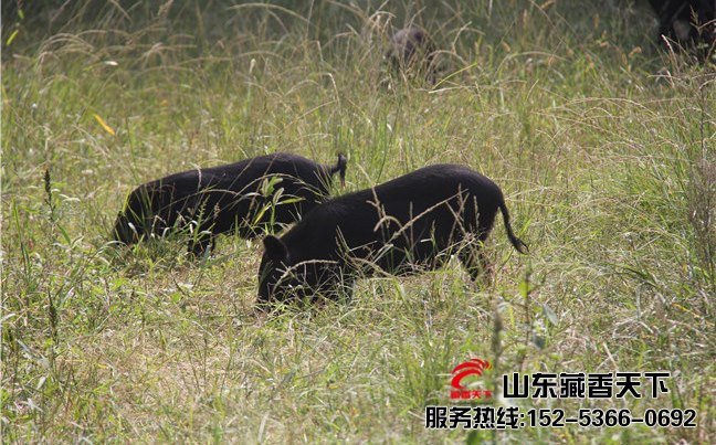 藏香猪仔猪养殖