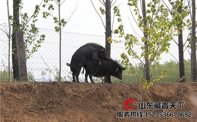 藏香猪容易养吗