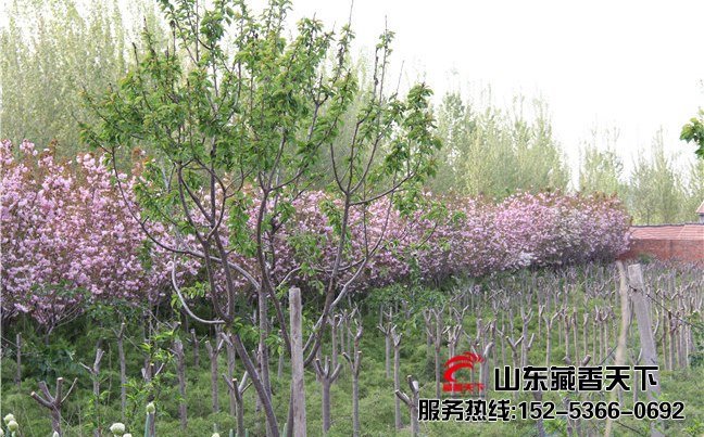 林芝纯种藏香猪种猪