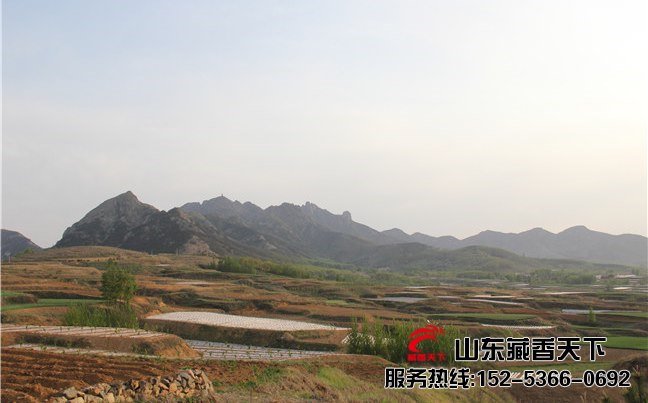 西藏藏香猪育种基地